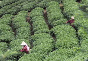 Tea Picking - Guizhou: Hidden Hill Tribes | Image by Bike Asia